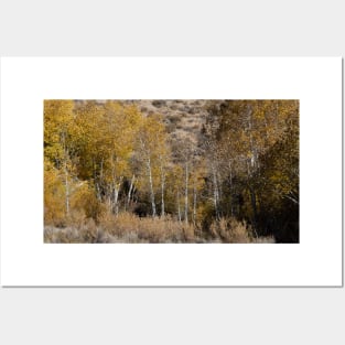 Autumn Colors in the Sierras Posters and Art